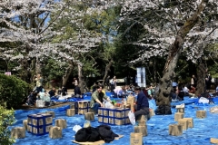 お花見開始前4