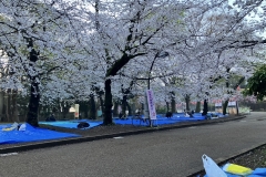 お花見開始前5